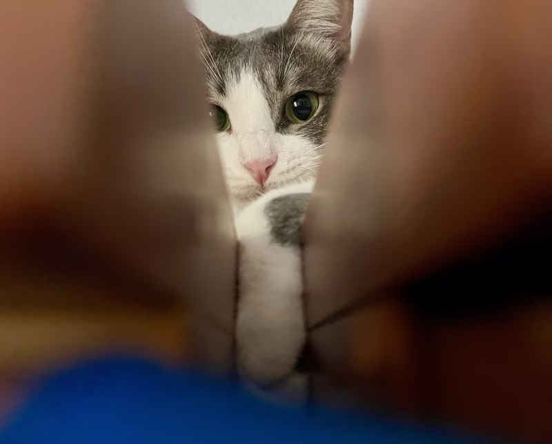 Pretty cat