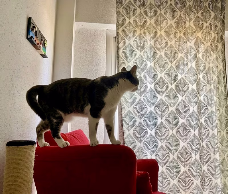 Pretty cat
