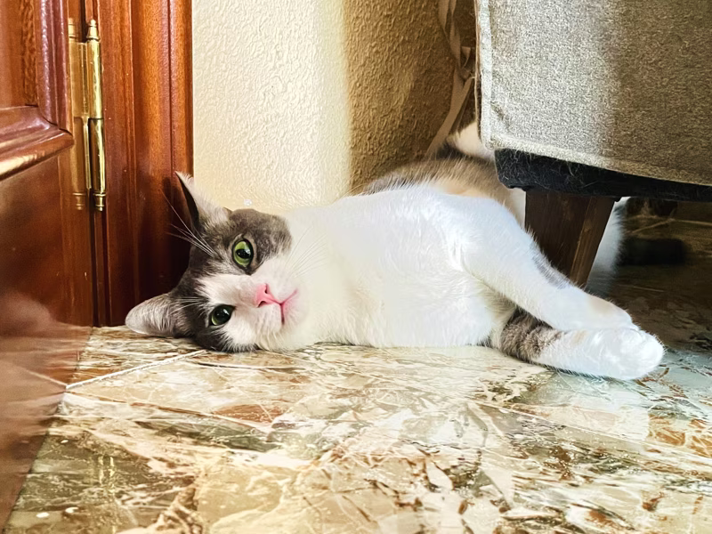 Pretty cat