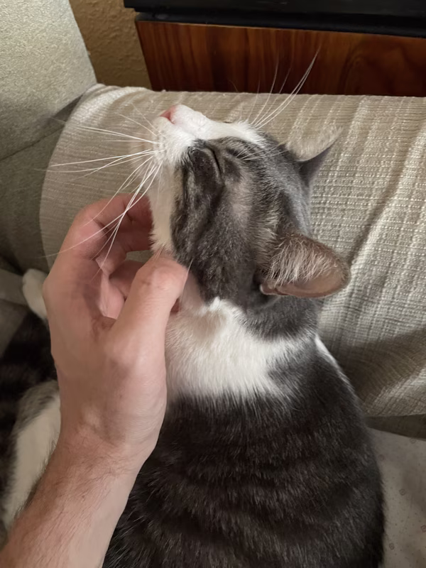 Alguien quiere que le rasque debajo de la barbilla.