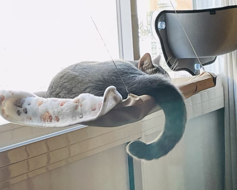 Gato con candado antirrobo incluido