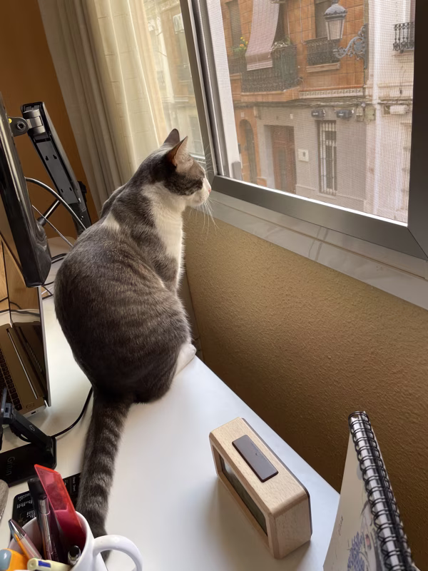 Ha descubierto que el vecino de enfrente tiene otro gato. ¡Otro posible invasor!