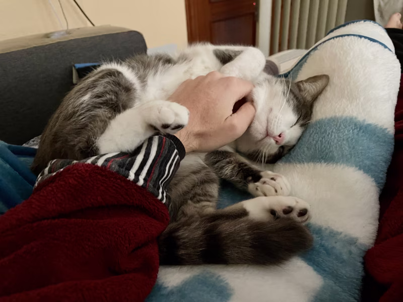 Más feliz que un gato panza arriba