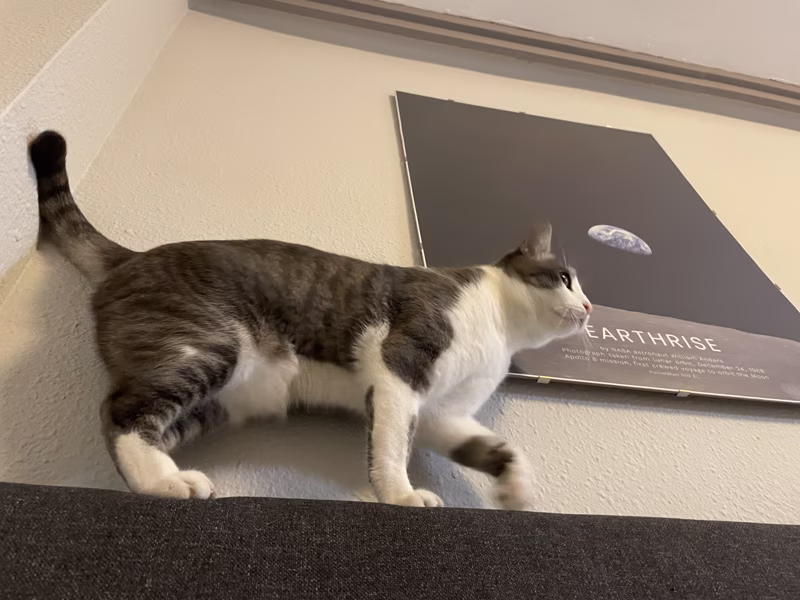 Este es un pequeño paso para un gato, pero un gran salto para la colonia felina