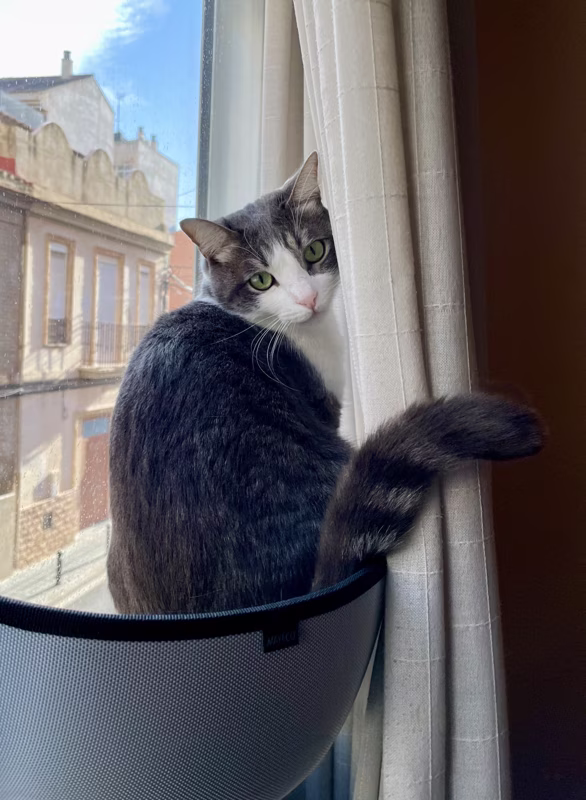 Estoy muy ocupado usando windows, ¿quieres algo?