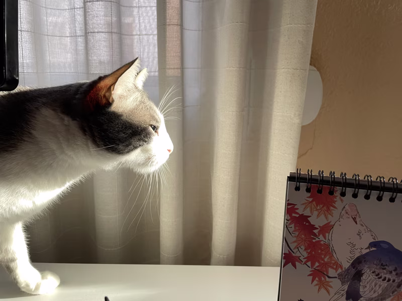 Le quedan 6 vidas. Debí mirar si la planta era venenosa.