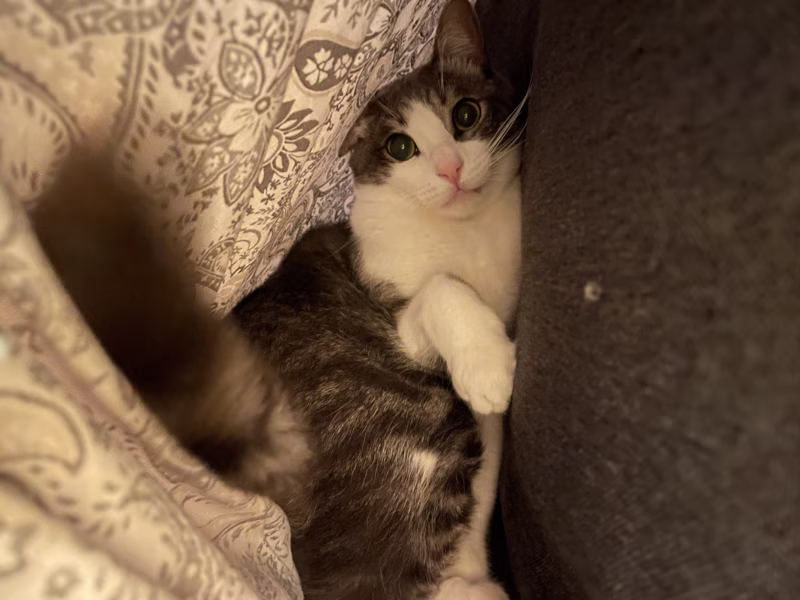 - ¡Terrón! ¿Dónde estás? Toca paticura. -