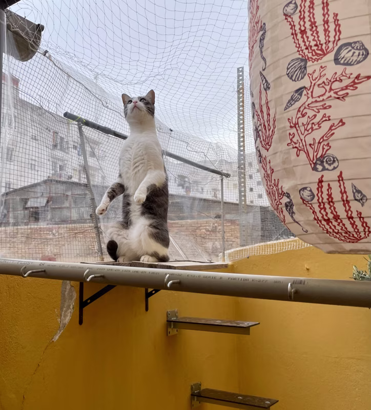 - Lo siento amigo, el aforo de gatos está completo. -