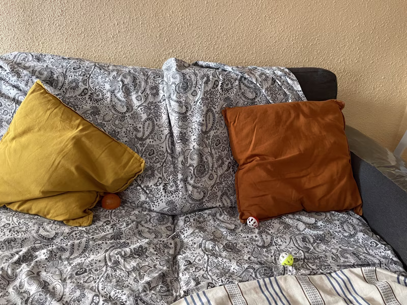 Reacción de un gran depredador cuando se coló una mosca en casa.