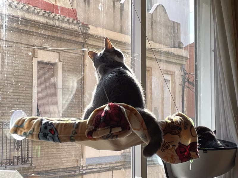 En estos momentos, no sé si un dios le está pidiendo que libere su pueblo felino o está mirando una paloma