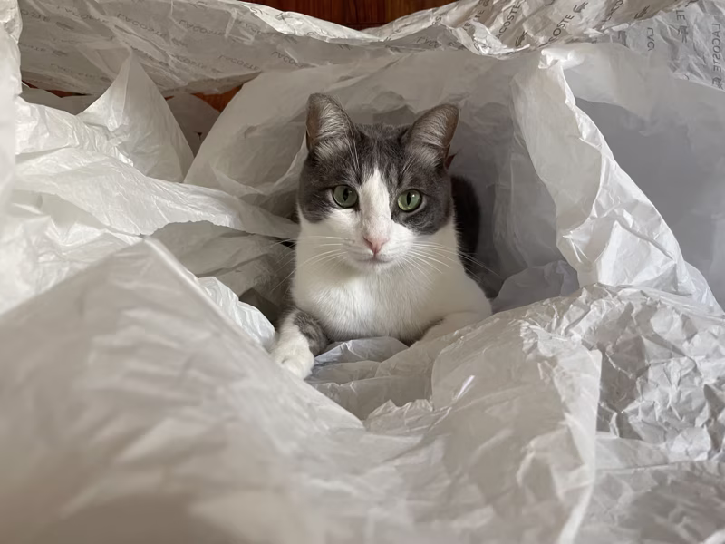 Los científicos han encontrado una nueva especie en mi casa: Lince de papel