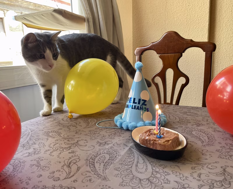 Ahora… ¡a comer la tarta de pollito!