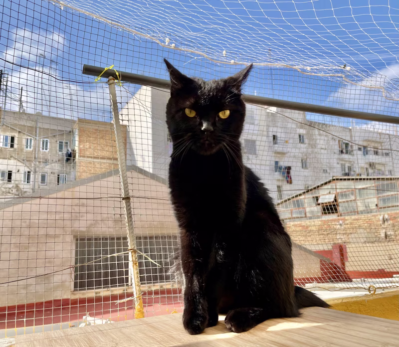 Color negro brillante e irresistible.