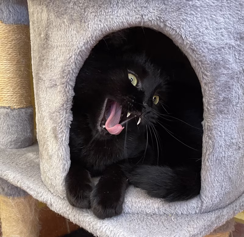 ¡Feliz Halloween 🎃 🧛!