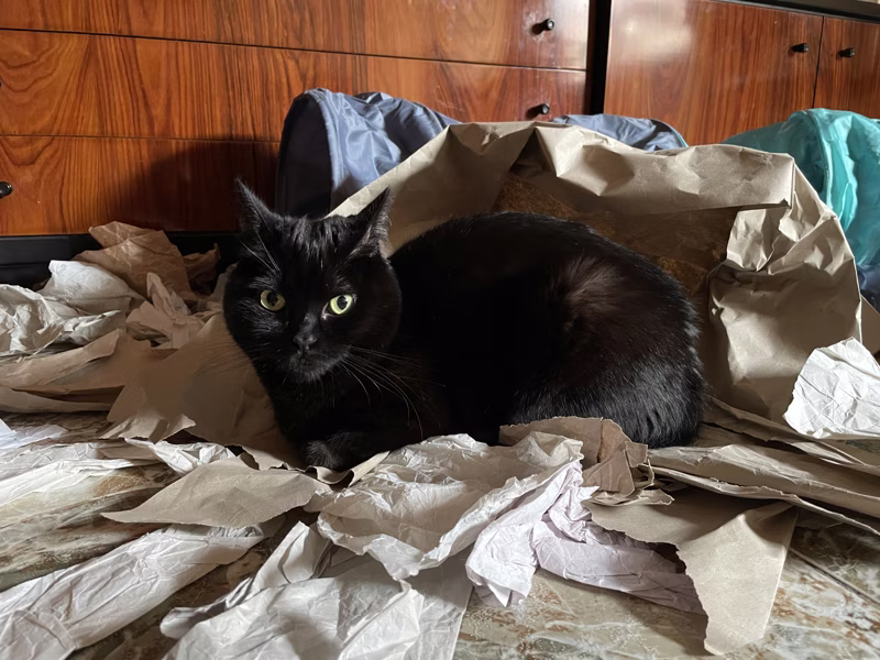 -¿Qué viene quién y cuándo?-