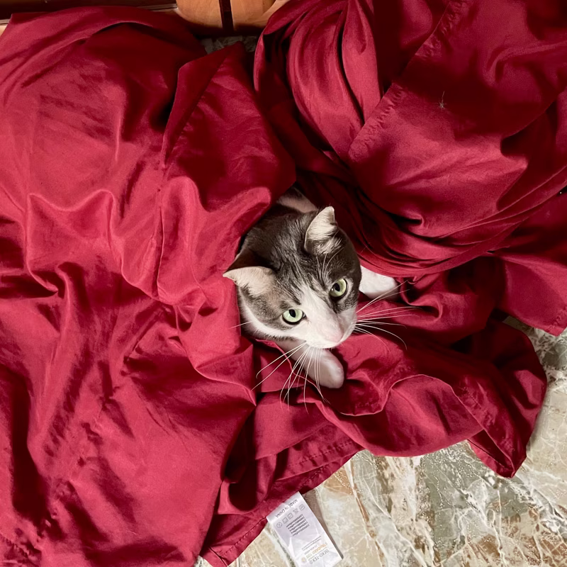 Pretty cat