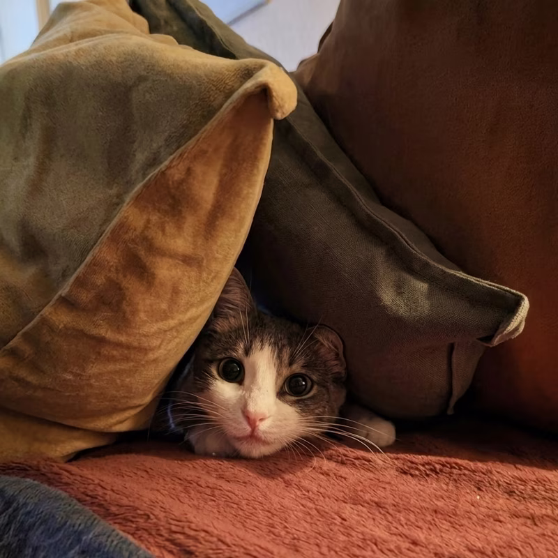 Pretty cat