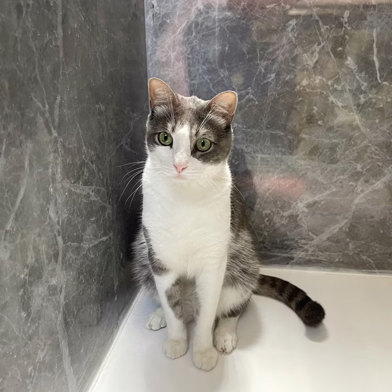 Pretty cat