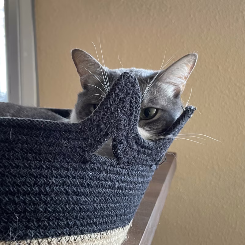 Pretty cat