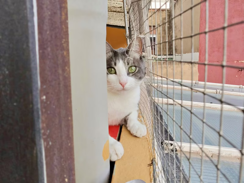 Pretty cat