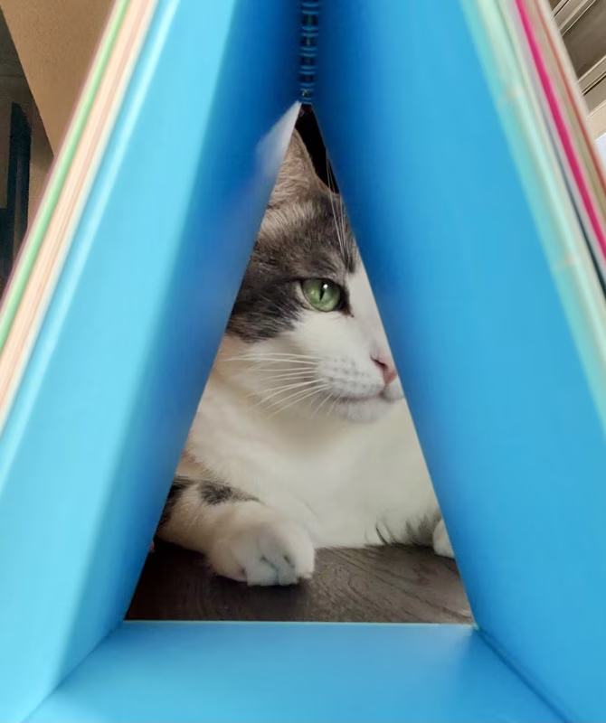 Pretty cat
