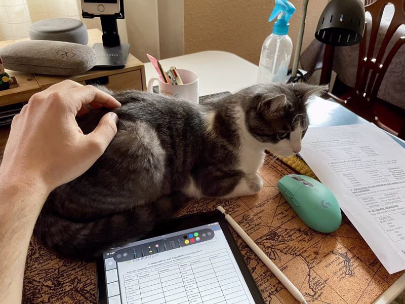 English cateacher. Vigila que no me equivoque y de paso mira de cerca el único ratón de la casa