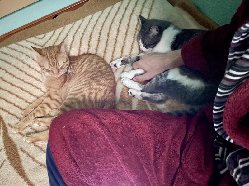 En esta foto hay 2 gatos, ¿los encuentras?
-Día 34, siguen pensando que soy una manta-