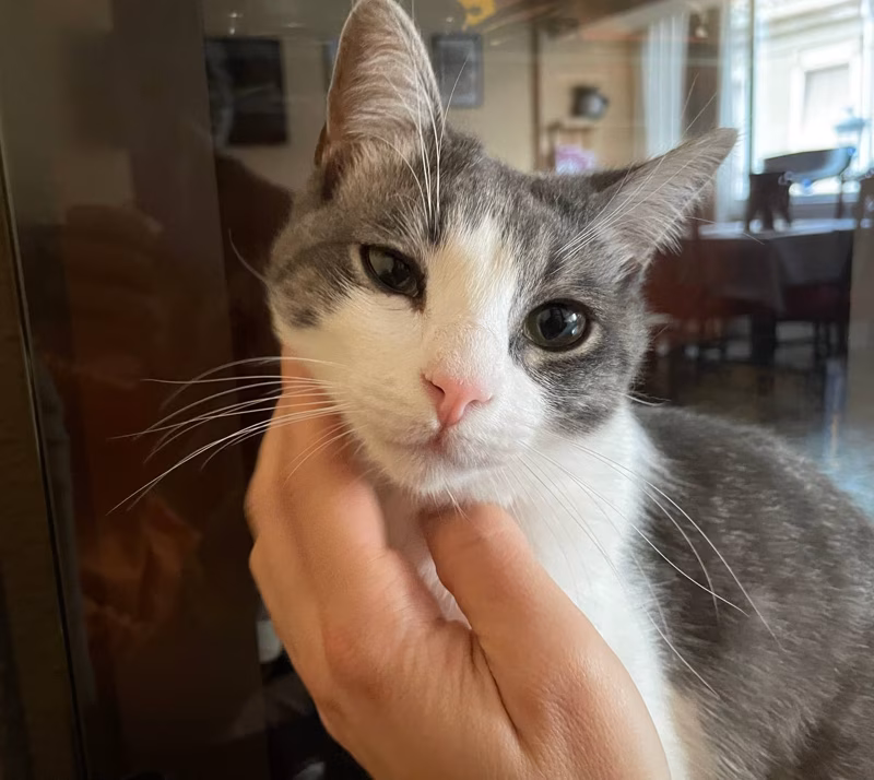 -Papi, me han pegado 🥲.-