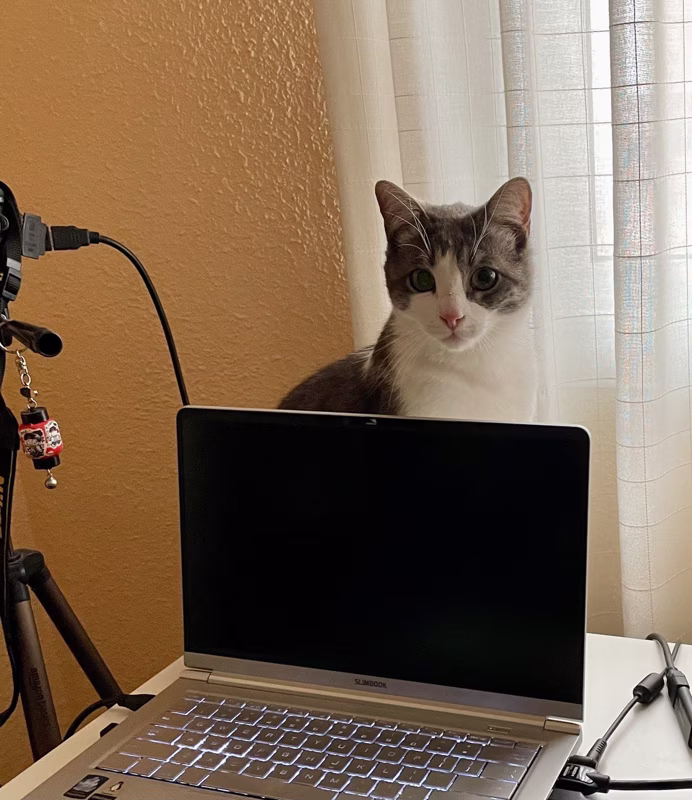 De fondo de pantalla me he puesto un gato común europeo