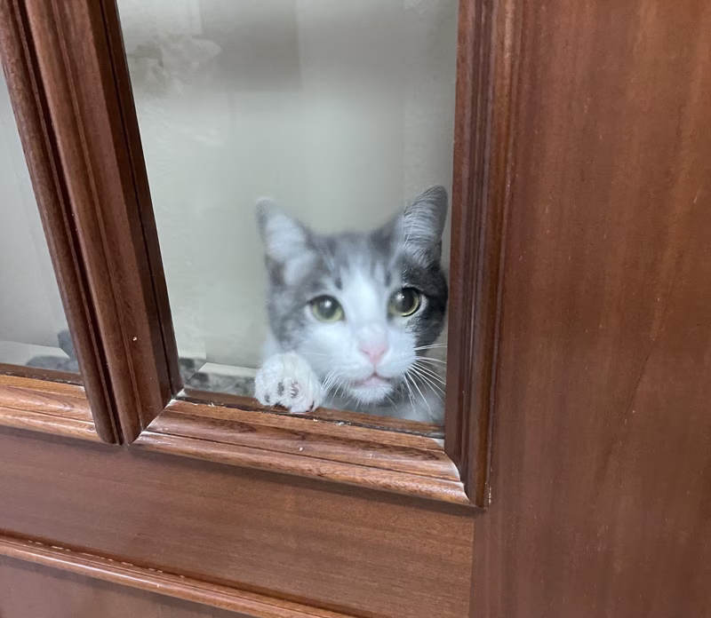 ¡Déjame entrar en la cocina! Esta vez no encenderé la vitro ni abriré los armarios