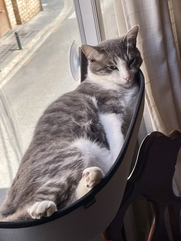 ¿Te vienes a acariciarme?