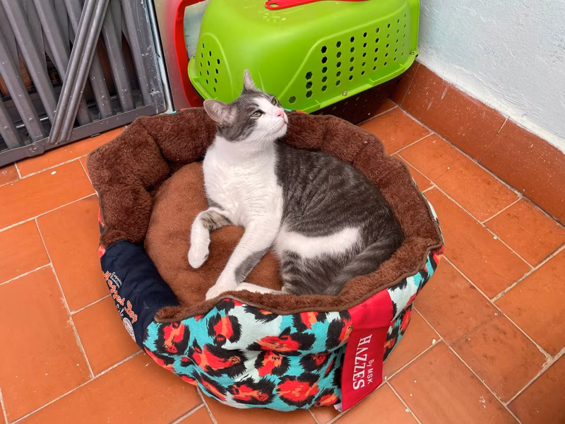 Los gatos no usan las camas de perros, me decían