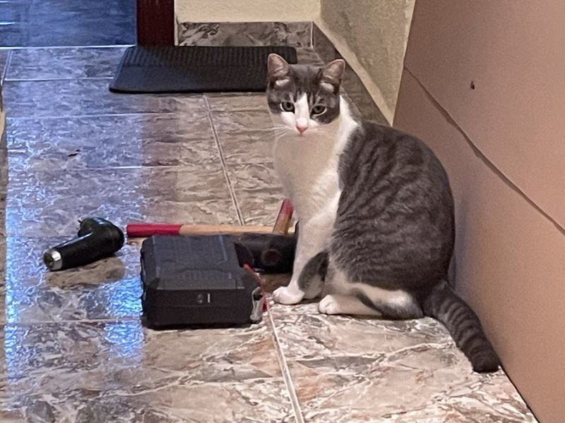 -No sé qué otro gato le hizo esto… pero faltan arañazos y bolas de pelo por todas partes. Esto son muchas latitas.-