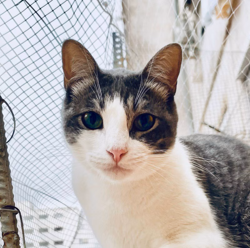 Ayer estuvo malito 🤒. Comió algo que le sentó mal. Está en observación y a dieta 😄