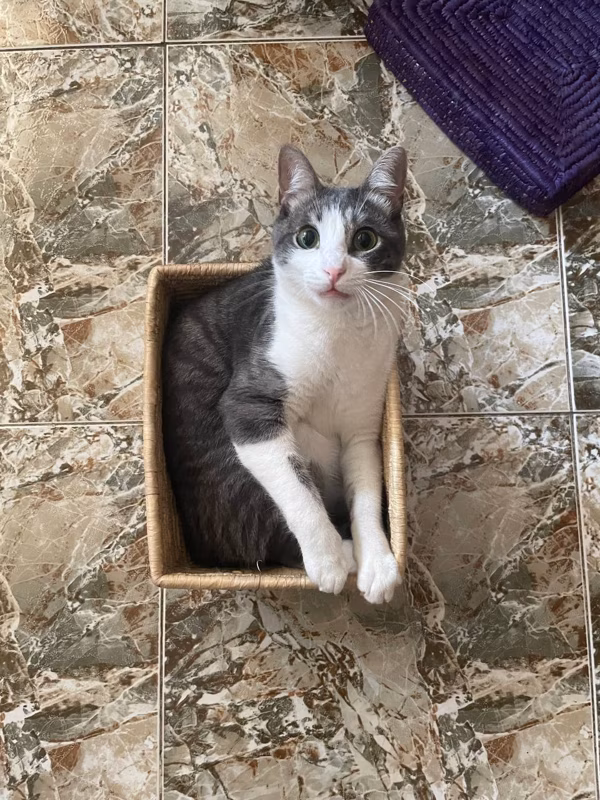 - ¡Mira! Soy igual de mono que el otro. -