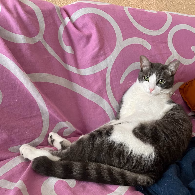 El duque tomando un descanso.