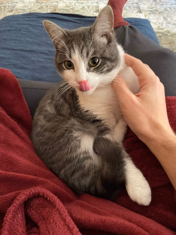 Limpiándose la naricita