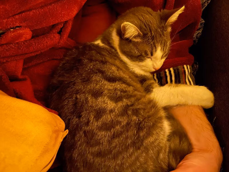 Se queda torrado cada vez que vemos una película. Y lo peor es que ¡la elige él!