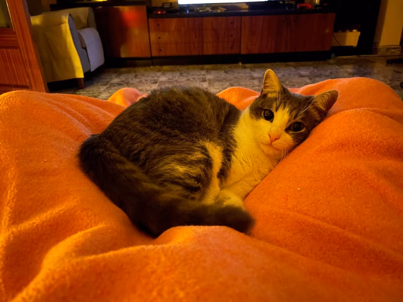 Debo… 😵‍💫abrir…😵‍💫lata…😵‍💫de atún 😵‍💫