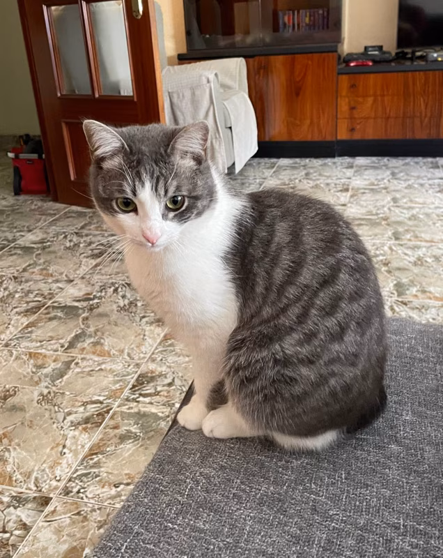 Esta su cara de: dame comida humano