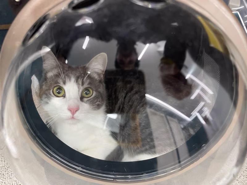 ['Esperando a la siguiente vacuna 💉\nEsta canción es perfecta para acompañar la foto: ', {'type': 'link', 'text': 'https://youtu.be/iYYRH4apXDo?si=T12gygiPlpJqpGh_'}, '']