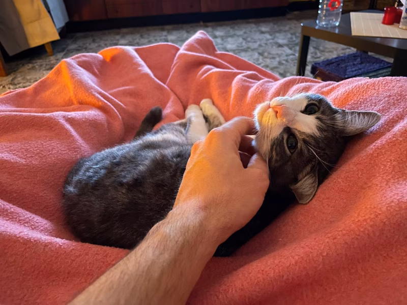 - Humano, tráeme un poco de atún para acompañar el documental de leones-