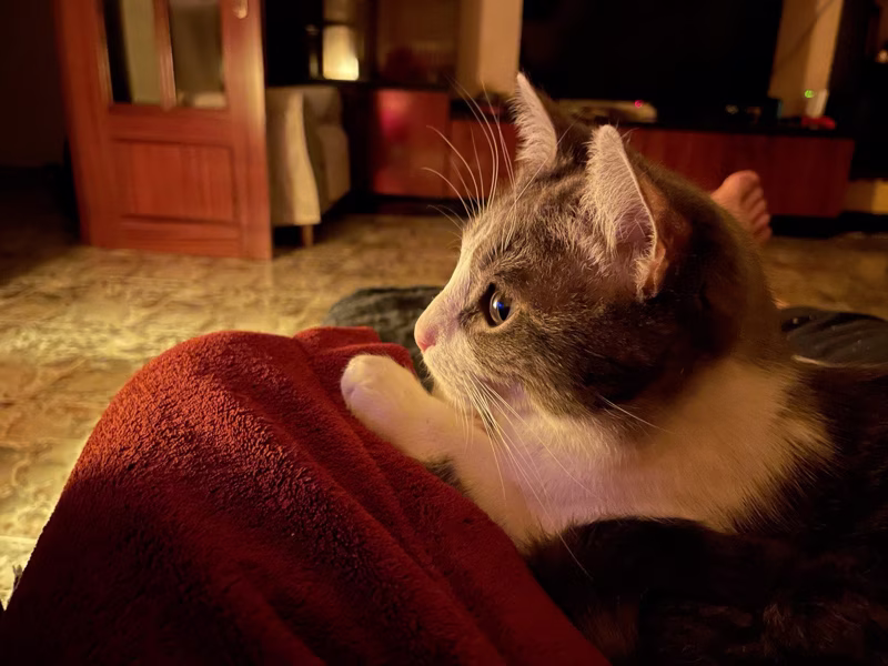 Cuando aparece las cebras ni pestañea